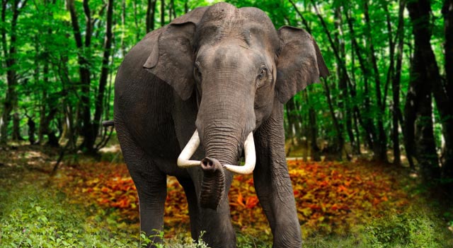 Elephant In Jungle