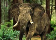 Elephant Endangered Species Facts