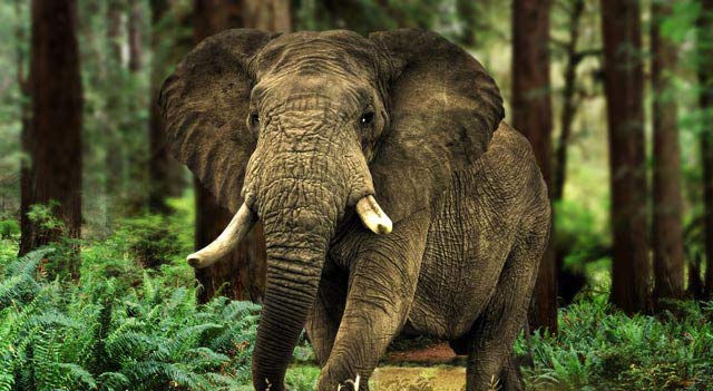  Endangered Elephants Species Facts