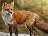 Facts About Foxes