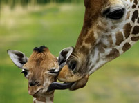 Giraffes Facts And Pictures