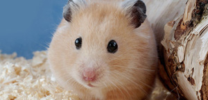 Hamster Are Gazzing
