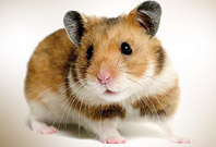 Hamster Are Gazzing View Picture