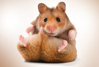 Hamster Sitting View Picture