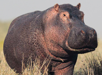HippopotamusFacts And Pictures