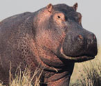Hippopotamus Facts