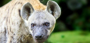 Facts About Hyenas - Hyena Picture