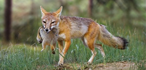 Kit Fox Eat Picture