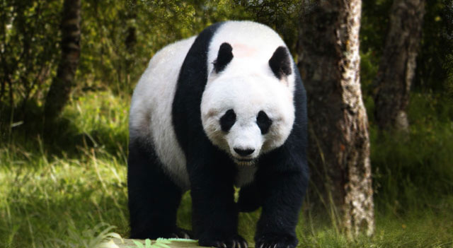 Largest Panda In The World
