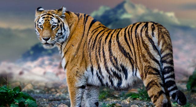 Largest Tiger In The World