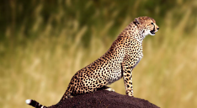 Leopards Wild Cat