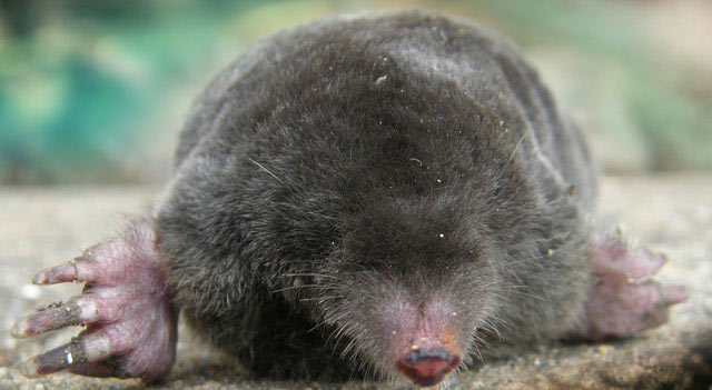 mole-resting-in-mud.jpg