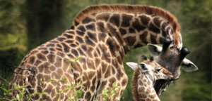 Mom And Baby Giraffe Picture