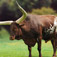 Ox Facts