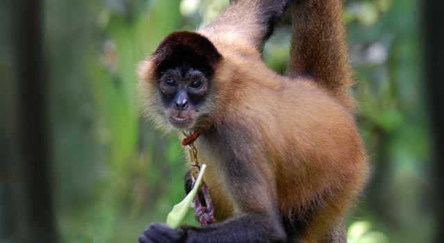 Panama Spider Monkey