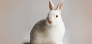 Rabbit Are Fierce View Picture