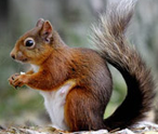 Squirrels Facts