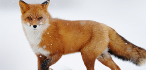 Red Fox Live Picture