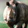Rhino Facts