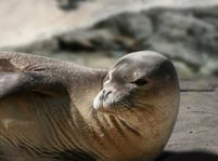 Seals Facts And Pictures