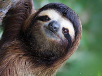 Sloth Animal Facts