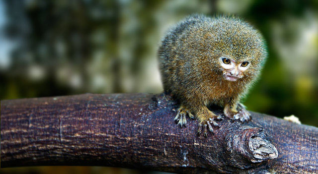 Smallest Monkey In World