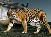 Tigers Facts And Pictures