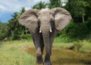 What Are Elephants? Elephant Pictures
