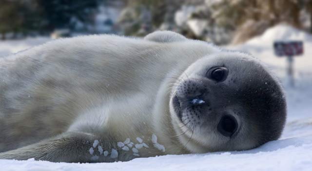 White Color Of Seals
