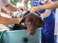 Bathing Tips For Your Dog - Step By Step Guide