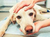 Common Pet Emergencies And What You Should Do?