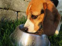 FDA Warning: Should I Feed My Dog A Food Without Peas, Lentils And Legumes?