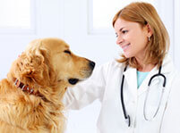 Useful Tips on How to Take Care Your Pet