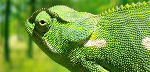 Chameleon Gazing View Picture