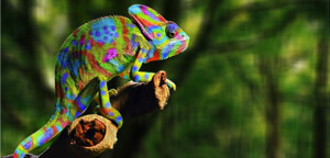 Chameleon Sitting On Tree Branch