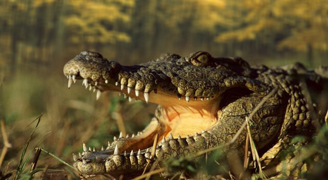 crocodiles-and-alligators-teeth-view.jpg