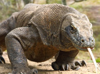 Komodo Dragon Facts And Pictures