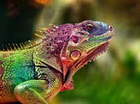 Lizard Facts And Pictures