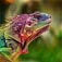 Lizards Facts