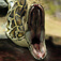 Pythons Facts