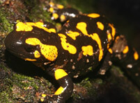 Salamanders Facts And Pictures