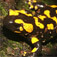 Salamanders Facts