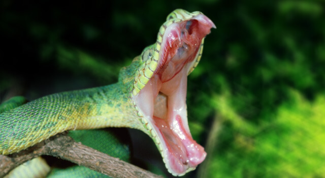 How wide can a snake open its mouth?   quora