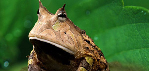 Frog Sitting On Leaf