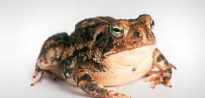 Toad Huge
