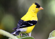 American Goldfinch