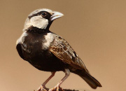 Ashy Crowned Lark Sparrow
