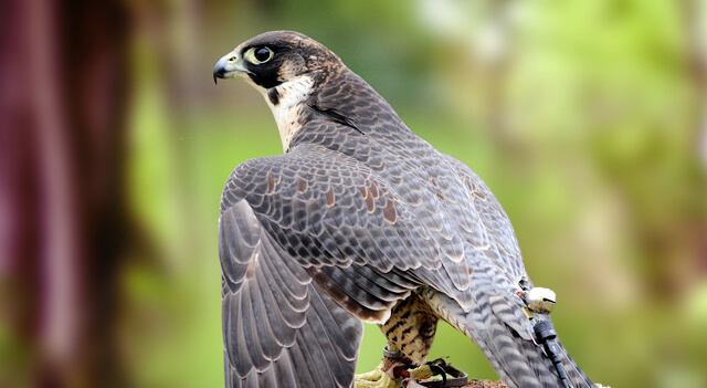 Birds of Prey List - Falcons