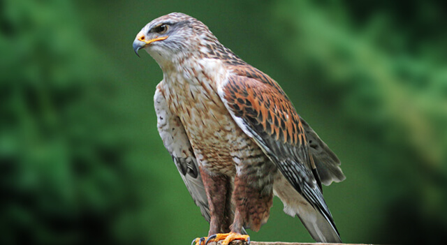 Birds of Prey List - Hawks