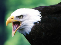 north american birds of prey list north american birds of prey list